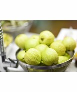 FREE SHIPPING 20+ seeds Lemon Guava {Psidium guajava}  - $12.98