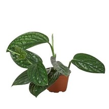 Monstera 'Peru'-6" Pot - $1,608.71 MXN
