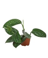 Monstera &#39;Peru&#39;-6&quot; Pot - $1,610.84 MXN