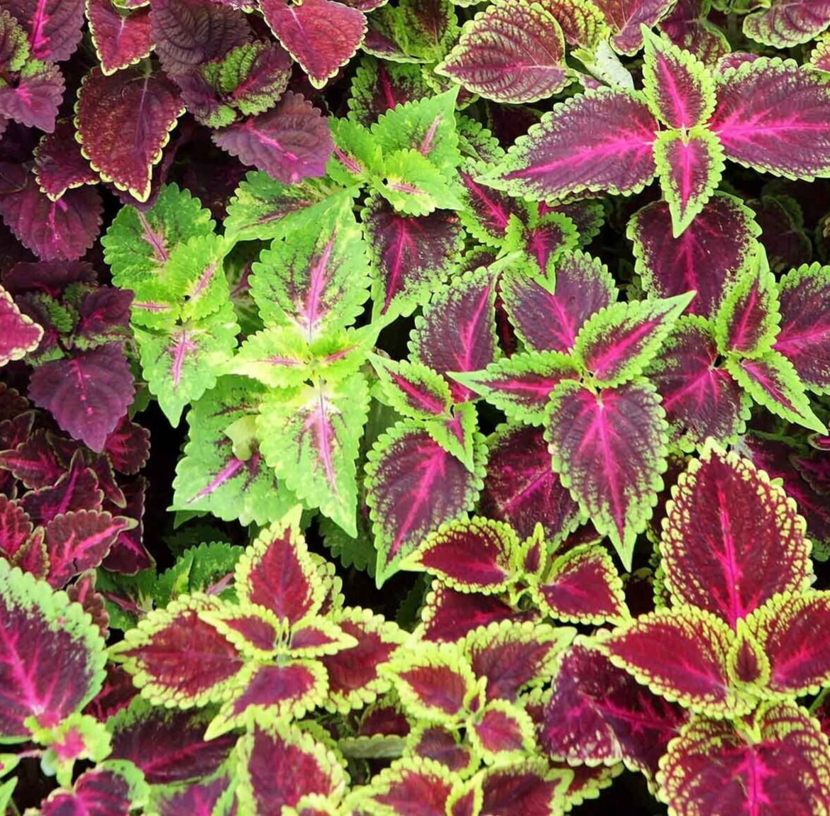 Rainbow Coleus Seeds Mix 200 Floral Strain Painted Leaves Annual Flower Gardenin