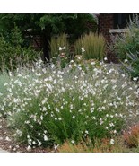 Gaura Lindheimeri 15 Seeds - $11.00