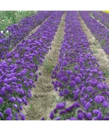 New 500 seed Elegant Blue China Aster Seeds  20-30cm Compact Plants - $10.49