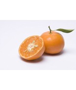 Dancy Semi-Dwarf Tangerine Tree: Grafted - $1,987.49 MXN