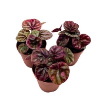 Peperomia Schumi 2 inch Set of 3 Red Emerald Ripple Pep Caperata - £18.51 GBP