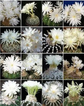 100 SEEDS Discocactus variety MIX semi exotic perfume fragance cacti cac... - $29.90