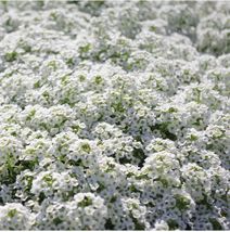Free Shipping 100 Seeds White Alyssum Carpet Of Snow Flower - £12.78 GBP