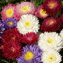100 Seeds Aster Powder Puff Mix Beautiful Annual Great Cut Flowers - £14.89 GBP