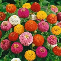 SKM 250 Lilliput Zinnia Seeds Non Gmo Fresh For Your Flower S Easy to Grow - $12.97