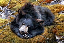 Giclee Oil Painting ainting Wall Sleeing baby black bear - £7.58 GBP+