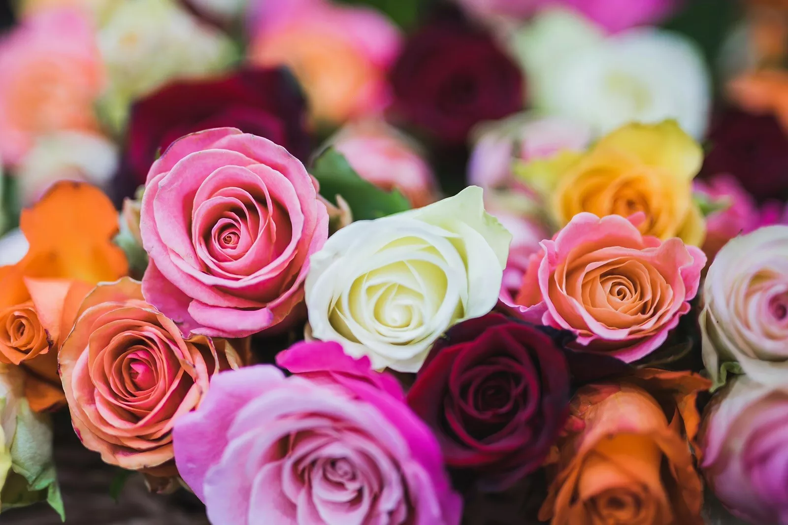 BStore 5 Seeds Mix Rose Rosa Perennial Seeds Starter Kits - $13.60 CAD