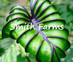 10 Seeds Colocasia PharaohS Mask Flower Plants Gardening From US  - $10.25