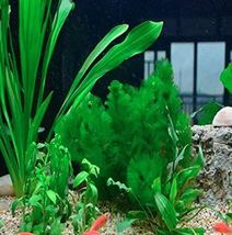 Limnophila Sessiliflora Moss Aquatic Plant Family Easy Plant Aquarium - $4.75