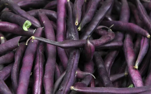 Royal Burgundy Bean Seeds 50 Ct Purple Bush Vegetable Heirloom Usa Seller Fresh - £13.01 GBP