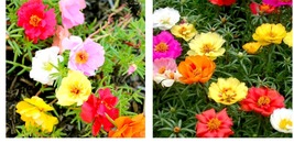 1000+ Seeds MOSS ROSE SEEDS PORTULACA DOUBLE MIX annual FLOWER garden - £14.99 GBP