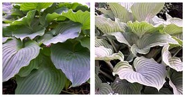 2.5&quot; pot hosta KOMODO DRAGON large upright big 2E giant 1 Live Potted Plant - £36.28 GBP