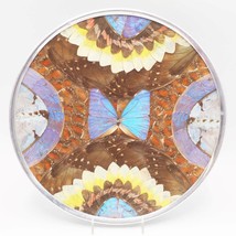 Vrai Papillon Aile Taxidermie Artwork Collage Cadre 12 &quot; Bobo Nature - £93.08 GBP