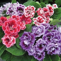 US Seller Gloxinia Seeds Gloxinia Avanti Mix 25 Seeds Fast Shipping - $25.00