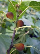 Beer’s Black Dwarf Fig Tree – Dwarf Fig Plant – Self Fertile - £12.63 GBP