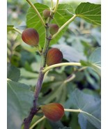 BEER’S BLACK DWARF FIG TREE – DWARF FIG PLANT – SELF FERTILE - $15.81