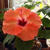 Hibiscus Plants 24kinds Hibiscus ROSA-SINENSIS Flower, 200 Seeds D - £11.25 GBP