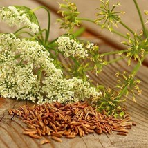 Top USA Seller Caraway Seeds Carum Carvi Packet Of 40 Seeds - $18.97