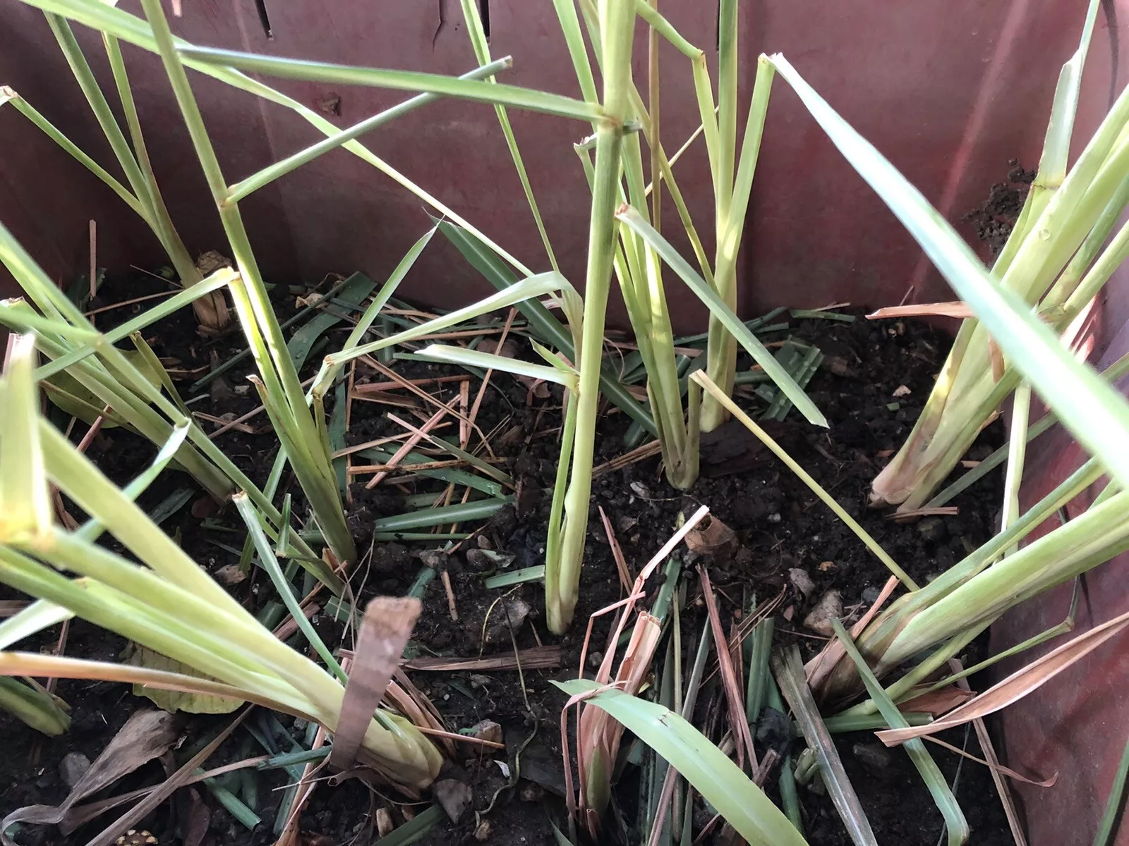 2 Live Plant Organic Lemongrass Stalks Cymbopogon Herb Plant Ready To Plant - £31.62 GBP