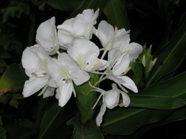 Hedychium Coronarium Butterfly Ginger Very Fragrant Blooms 1 Rhizome Fre... - £25.15 GBP