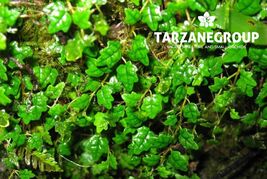 FICUS PUMILA QUERCIFOLIA “STRING OF FROGS” MINIATURE CREEPING COMPANION ... - $27.00