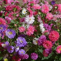 PS 1000 Aster Powder Puff Mix Seeds Seeds Organic Fast Grow - $200.66 MXN