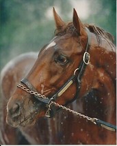 1989 - EASY GOER - Head &amp; Neck - Close Up Color Photo - 8&quot; x 10&quot; - £15.98 GBP