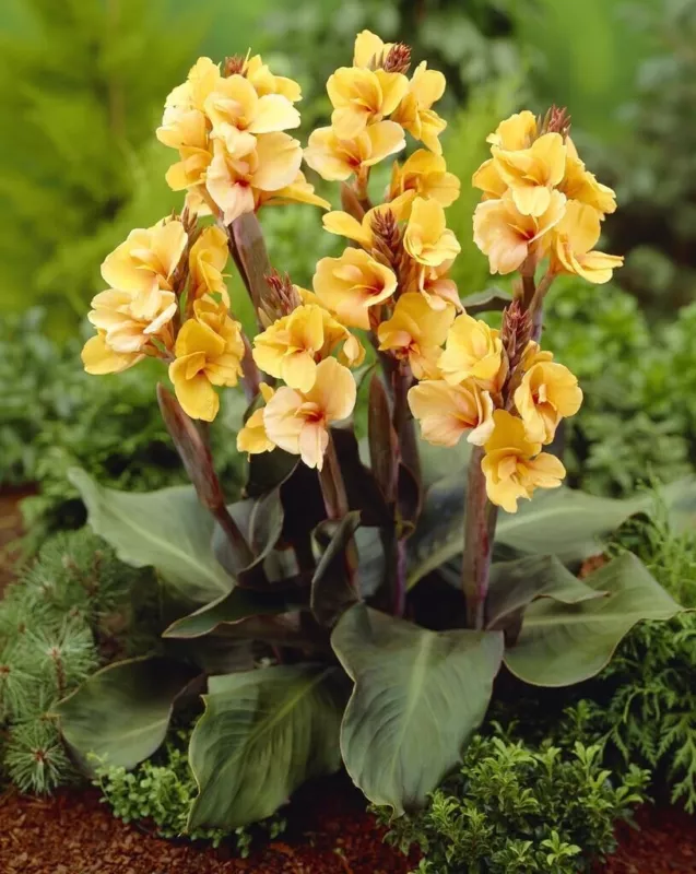 3 Louis Cottin Canna Lily Bulbs Stunning Canna Flowers for Garden - $27.92