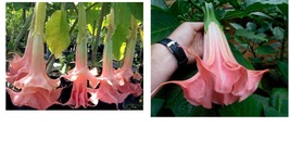 Perfect Pink Angel Trumpet 20 Seeds Flowers Seed Flower Brugmansia Datura - £19.17 GBP