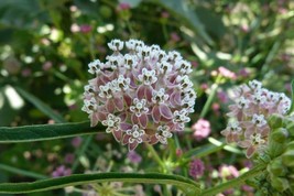 GIB Asclepias fascicularis | NarrowLeaf Milkweed | 25 Seeds - £14.38 GBP