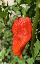 30 Seeds Ghost Pepper, Bhut Jolokia - 2023  - £10.22 GBP