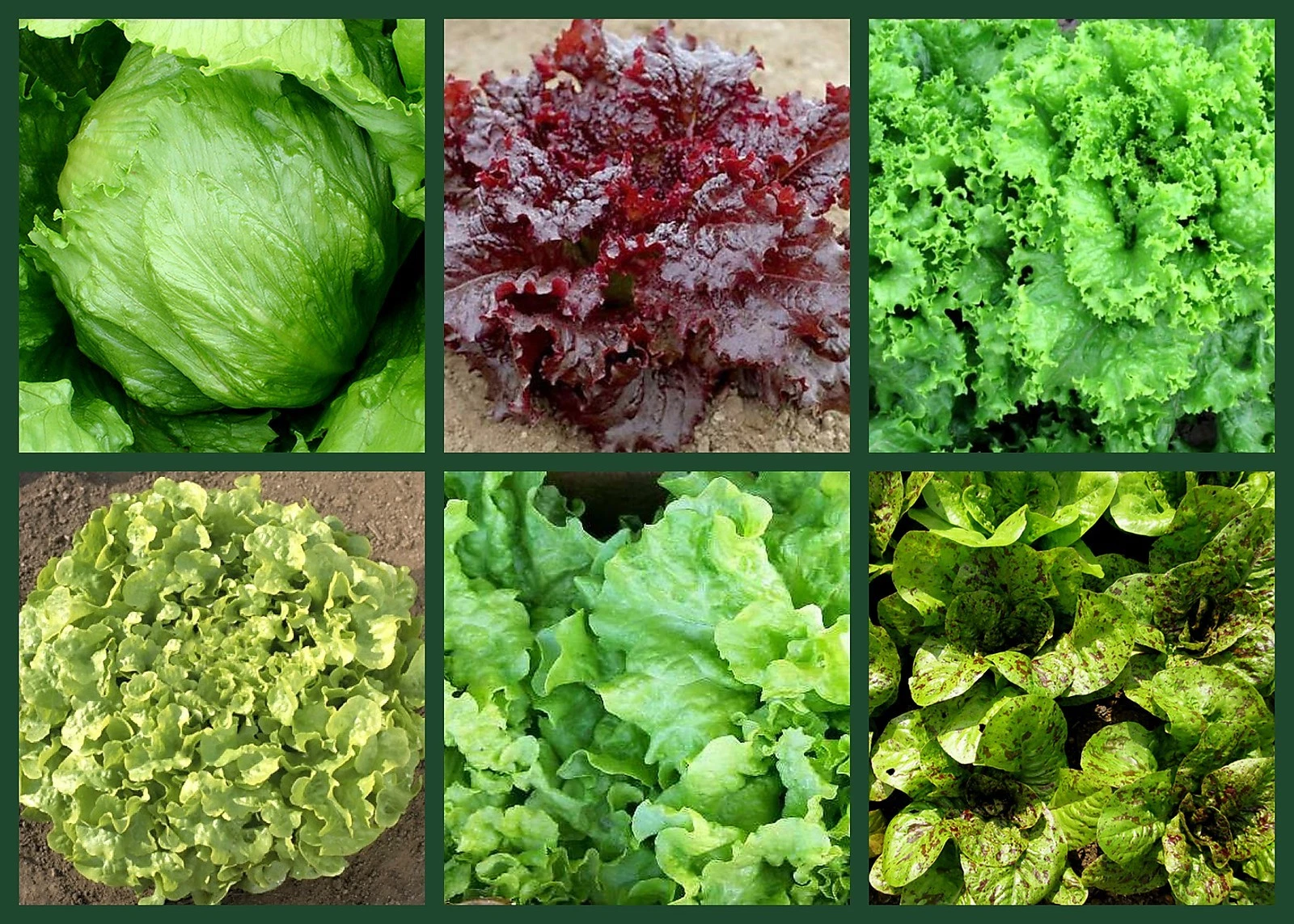 Lettuce Seeds &quot;Love That Lettuce&quot;  6 Pk Special, Non-Gmo Heirloom Lettuc... - $16.70