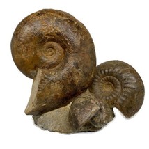 23.65 lbs, 14&quot;x11&quot;x3.5, Rare Ammonite Fossils, 3 piece mounted @Morocco,... - $2,474.99