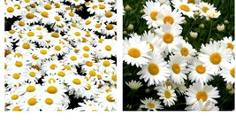 600 Seeds! SHASTA DAISY Chrysanthemum Perennial Heirloom Flower Meadow  - £21.52 GBP