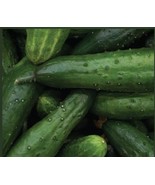 Cucumber Seed- Heirloom Marketmore 76- All Purpose, Productive, Popular - $68.96 MXN+