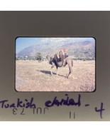 35mm Slide Turkish Camel 1973 Tourist Photo - $10.67