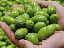 10 Bella di Cerignola Olive Seeds Planting USA Gardening - $7.96