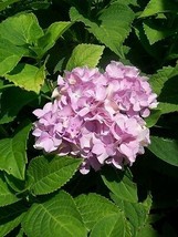 Nikko Blue Hydrangea 3 Gal. Plant Large Multiple Flowers Easy to Grow Plants Now - £61.10 GBP