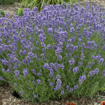 USA SELLER Munstead Lavender Seeds 50 Seeds 1137 Fast Shipping - $8.89