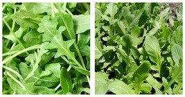 Roquette Arugula 1000 Seeds Salad Rocket Garden Rocket Salad green  - £13.36 GBP