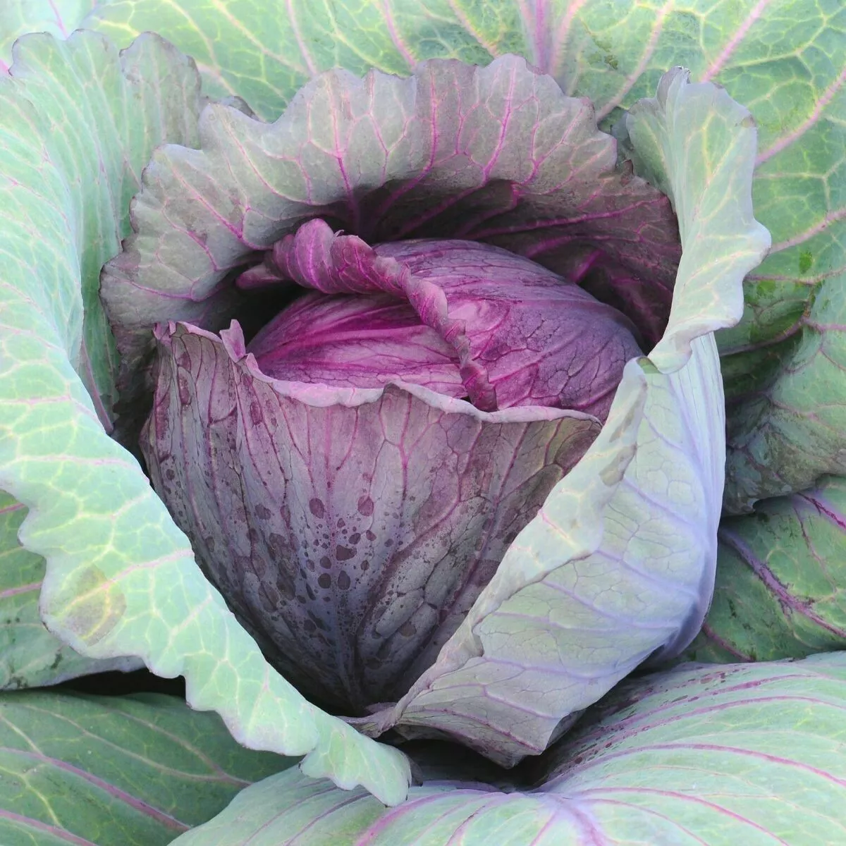 SR 400 Red Acre Cabbage Heirloom Spring Fall Vegetable Garden Planting S... - $10.50