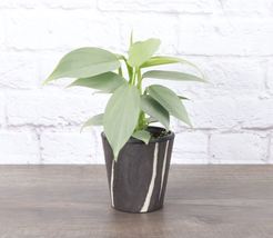 1Pcs Silver Sword Philodendron - Black &amp; White Pot - 4&quot; Diameter Live Houseplant - £52.54 GBP