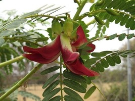 GIB Sesbania grandiflora | Baby Boots | Vegetable Hummingbird | 10 Seeds - £12.78 GBP