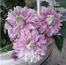 Exotic Clematis Seeds Light Pinkish Purple Double Flowers Garden USA Seller - £15.86 GBP