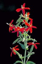 Seeds 20 ROYAL RED CATCHFLY Hummingbird &amp; Endangered Native Flower Silene Regia  - £21.23 GBP