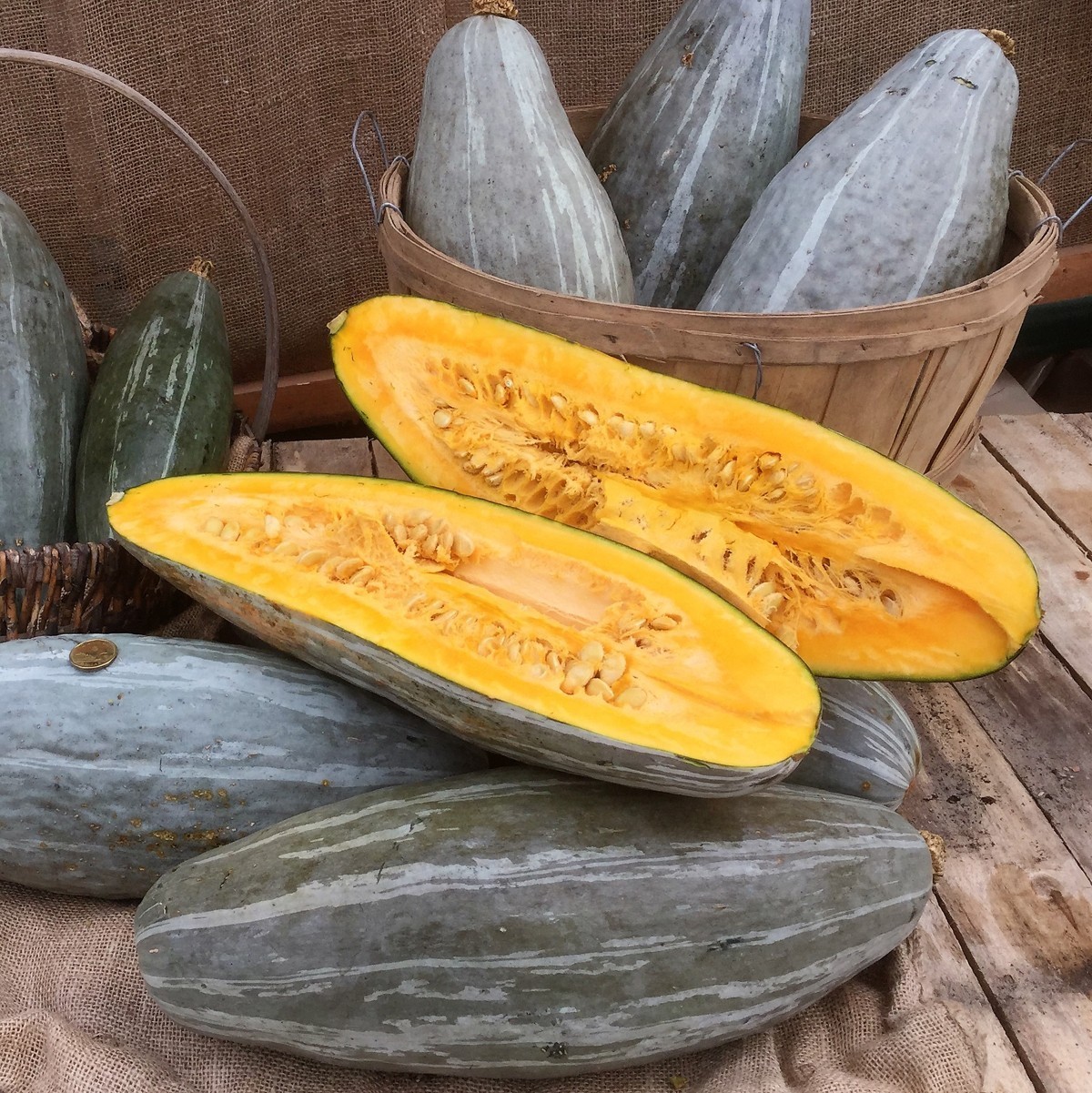 Guatemalan Blue Winter Squash Seeds, Blue Banana Squash, NON-GMO, FREE S... - $1.97+