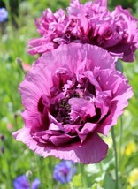 200+ Double Purple Poppy Seeds - $8.48